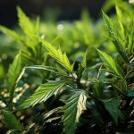Virginia Medicinal Marijuana