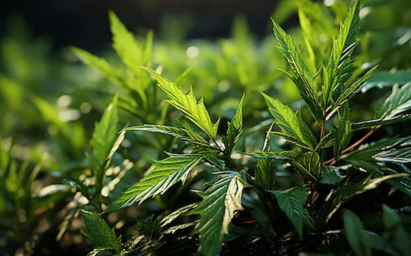 The Economic Impact Of Medicinal Marijuana In Virginia